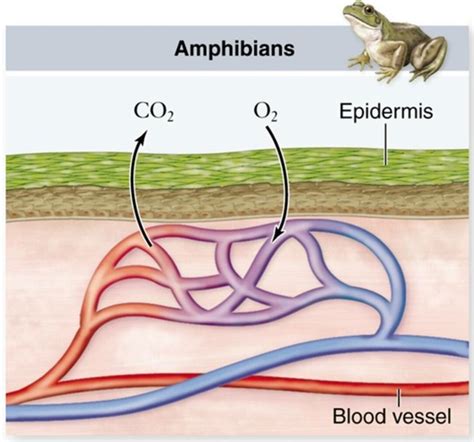 Respiratory System - The Spring Peeper Frog Resource