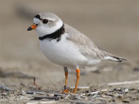 Piping Plover Facts | Anatomy, Diet, Habitat, Behavior - Animals Time