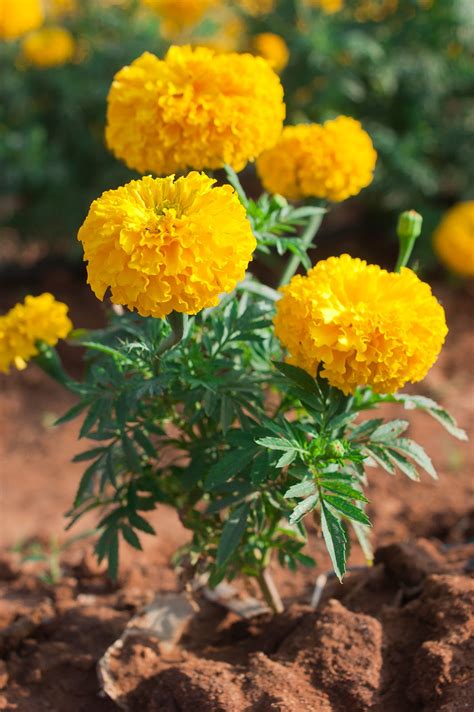 Garden Therapy: Marigold Beautiful