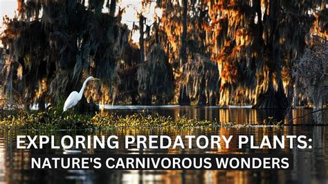 Exploring Predatory Plants: Nature's Carnivorous Wonders