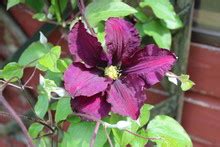 Burgundy Clematis Free Stock Photo - Public Domain Pictures