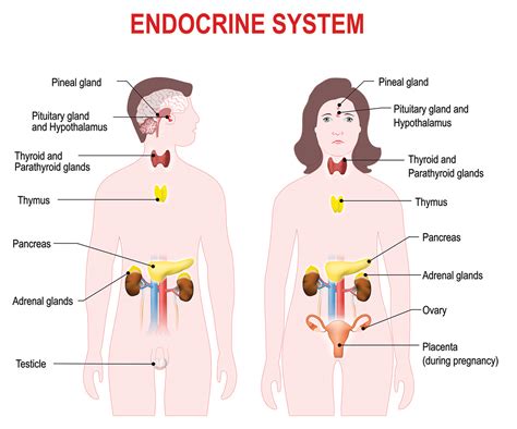 The Endocrine (or Hormonal) System - Hormones Australia