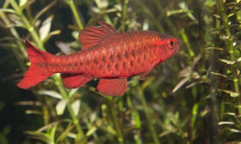 Tateurndina ocellicauda: Peacock Gudgeon Tank Mates, Care Guide, and ...