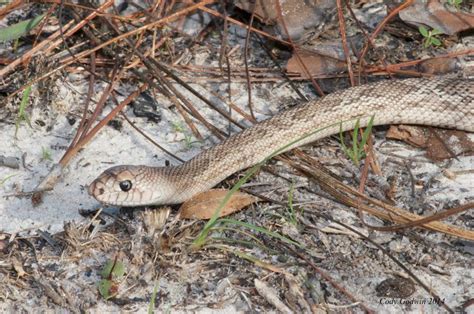 Florida Pine Snake — The Wildlife Society - Florida Chapter