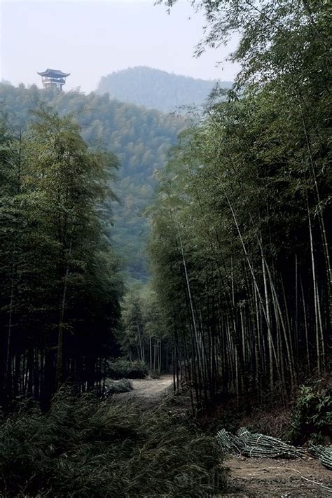 Anji Bamboo Forest - Landscape & Rural Photos - Slow Boat to China