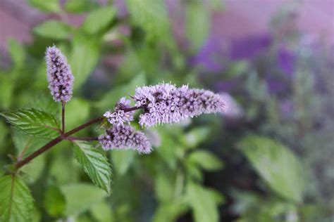 Everything You Need To Know About Flowering Peppermint