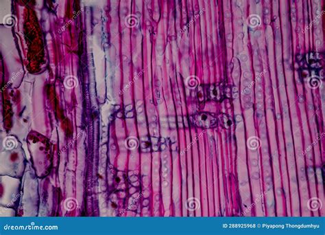 Plant Tissues Under the Microscope in the Laboratory. Stock Photo ...