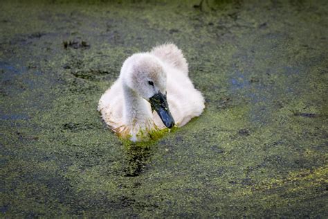 White Duck on Water · Free Stock Photo