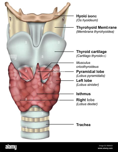 Thyroid Gland