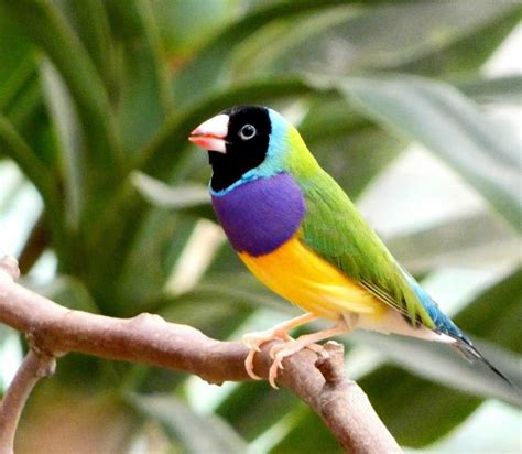 Gouldian Finch - The Australian Museum