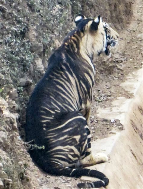 Rare melanistic tiger spotted in India