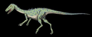 Noasaurus Dinosaur, Facts | Pictures - Noasaurus Skeletons