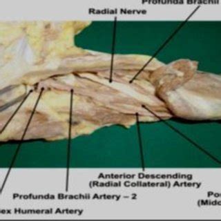 Showing photographic presentation of the profunda brachii artery -2 ...