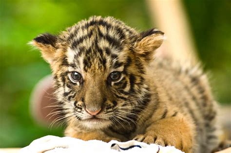 「Lions, and Tigers and Bears!」おしゃれまとめの人気アイデア｜Pinterest｜Leanna | 動物, 虎, 子供写真