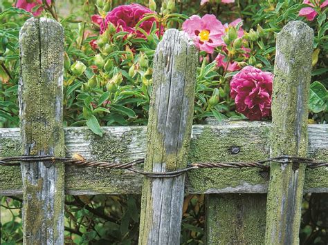 Old fences – Artofit