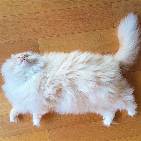 Sky the Ragdoll Cat is Basically a White Cloud With Paws | Pleated-Jeans.com | Fluffy cat, Cute ...