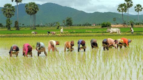 What it’s like to be a rice farmer | The World from PRX