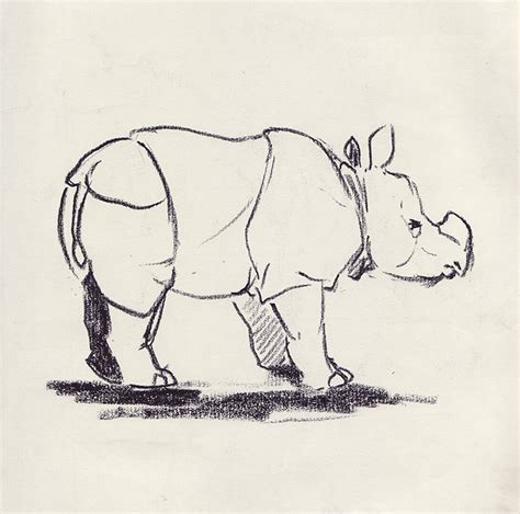 Greater One-Horned Rhino | Drawing from life. 16 September 2… | Flickr