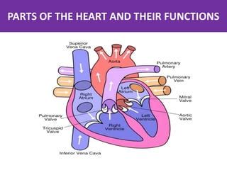 Parts Of The Heart And Functions