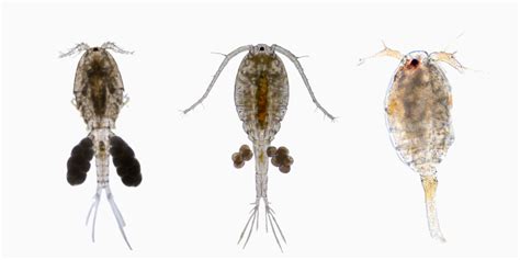 Benefits of Live Copepods - Algae Depot®