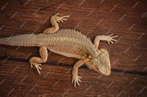 Premium Photo | Closeup of an eastern bearded dragon (pogona barbata ...