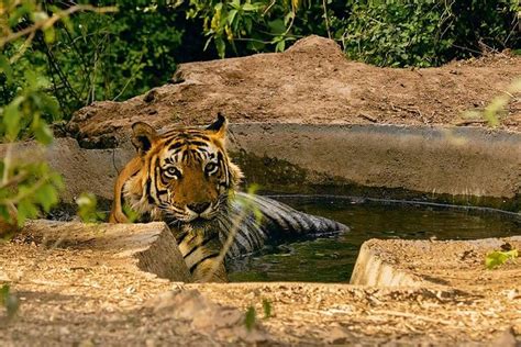 2023 3-Hour private Safari in Sariska Tiger Reserve - Tripadvisor