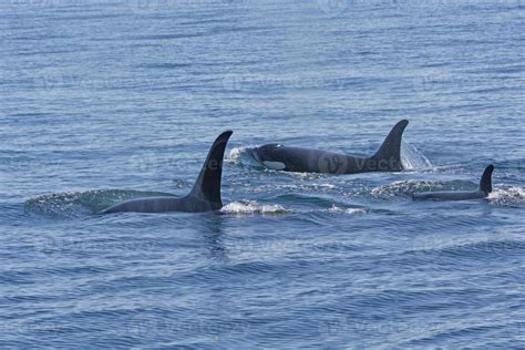 Orca Family Swimming in the Ocean 5450517 Stock Photo at Vecteezy