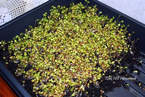 How to Grow Broccoli Sprouts Indoors - Oak Hill Homestead