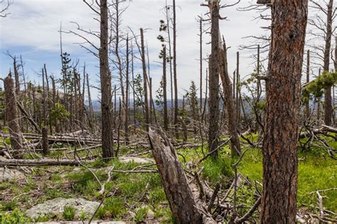 How to protect your trees from invasive insects - Cottage Life