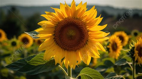 Fondo Flor De Girasol Grande Está En Un Campo Fondo, Muéstrame Una Foto De Un Girasol Imagen de ...