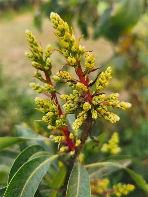 Mango flower in the tree stock photo. Image of mango - 176853148