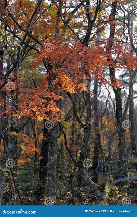 Mount Daisen Daisen-Oki National Park Stock Image - Image of mountain ...