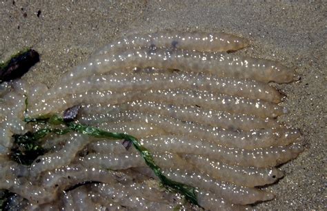 Loligo vulgaris, Common European Squid