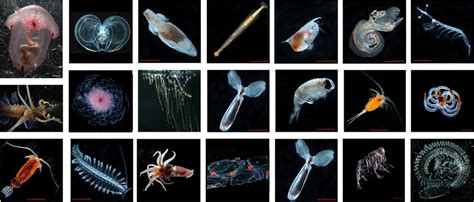 Census of Marine Zooplankton online gallery of photo vouchers for... | Download Scientific Diagram