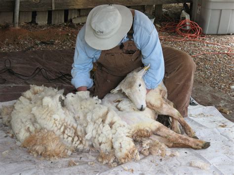 WOOL -- Production starts with the shearing of the sheep, which usually ...