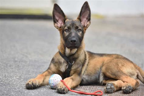 Belgian Malinois German Shepherd Mix: Amazing Designer Dog