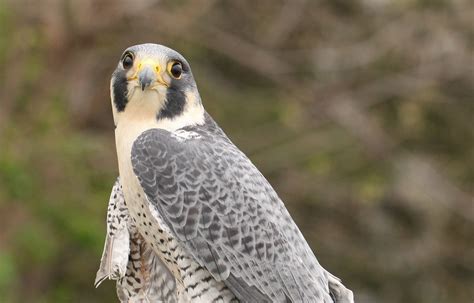 Peregrine Falcons - Carpenter Nature Center