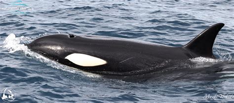 Today's Orca Whale Expedition - Naturaliste Charters