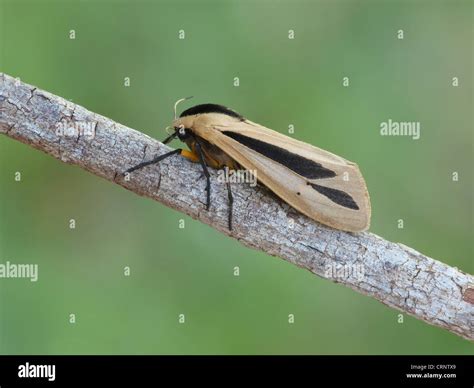 Hairy Caterpillar Moth (Creatonotos gangis) adult female, resting on ...