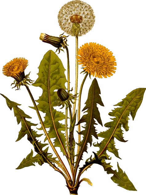 Common dandelion (detailed) | Dandelion art, Dandelion plant, Digital flowers