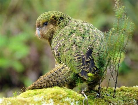 Kakapo - Flightless nocturnal parrot, possibly one of the worlds ...