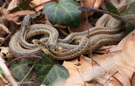 16 Natural Ways to Get Rid of Snakes in Yard & Garden - Dre Campbell Farm