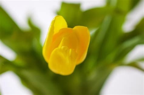 Premium Photo | Yellow tulips beautiful spring flowers