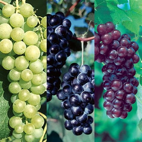 Popular Seedless Grape Vine Collection - Grape Vines - Stark Bro's