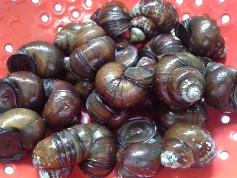 You have to cook it right: Snails