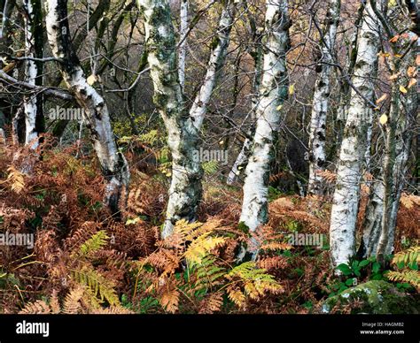 Silver Birch Trees in Woodland at Middle Tongue near Pateley Bridge North Yorkshire England ...