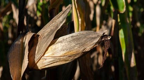 How To Dry Corn Husks For Crafts (Plus 3 Craft Ideas)