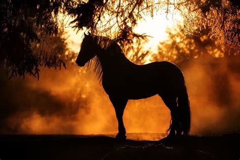 Friesian stallion, Saphire, at sunset by Laura Zugzda | Horses ...