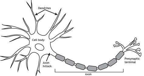 The Neuron – Foundations of Neuroscience