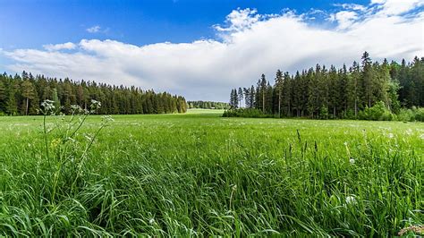 Grassy Meadow Background